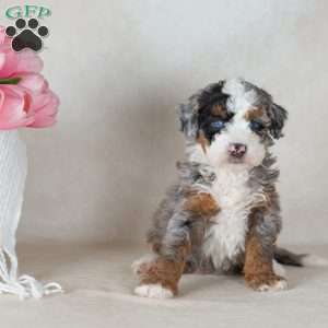 Lex, Mini Bernedoodle Puppy